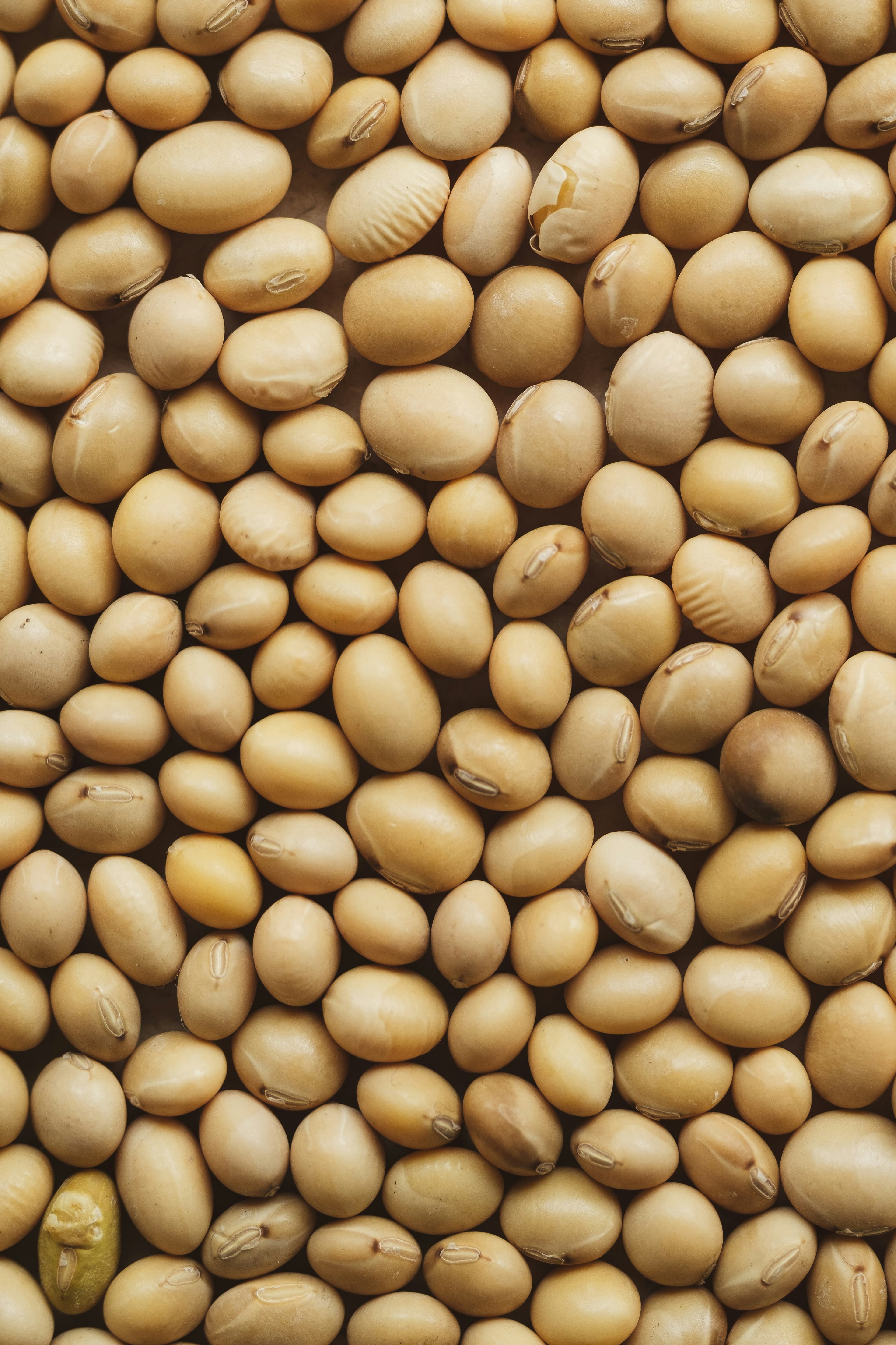 Soybeans