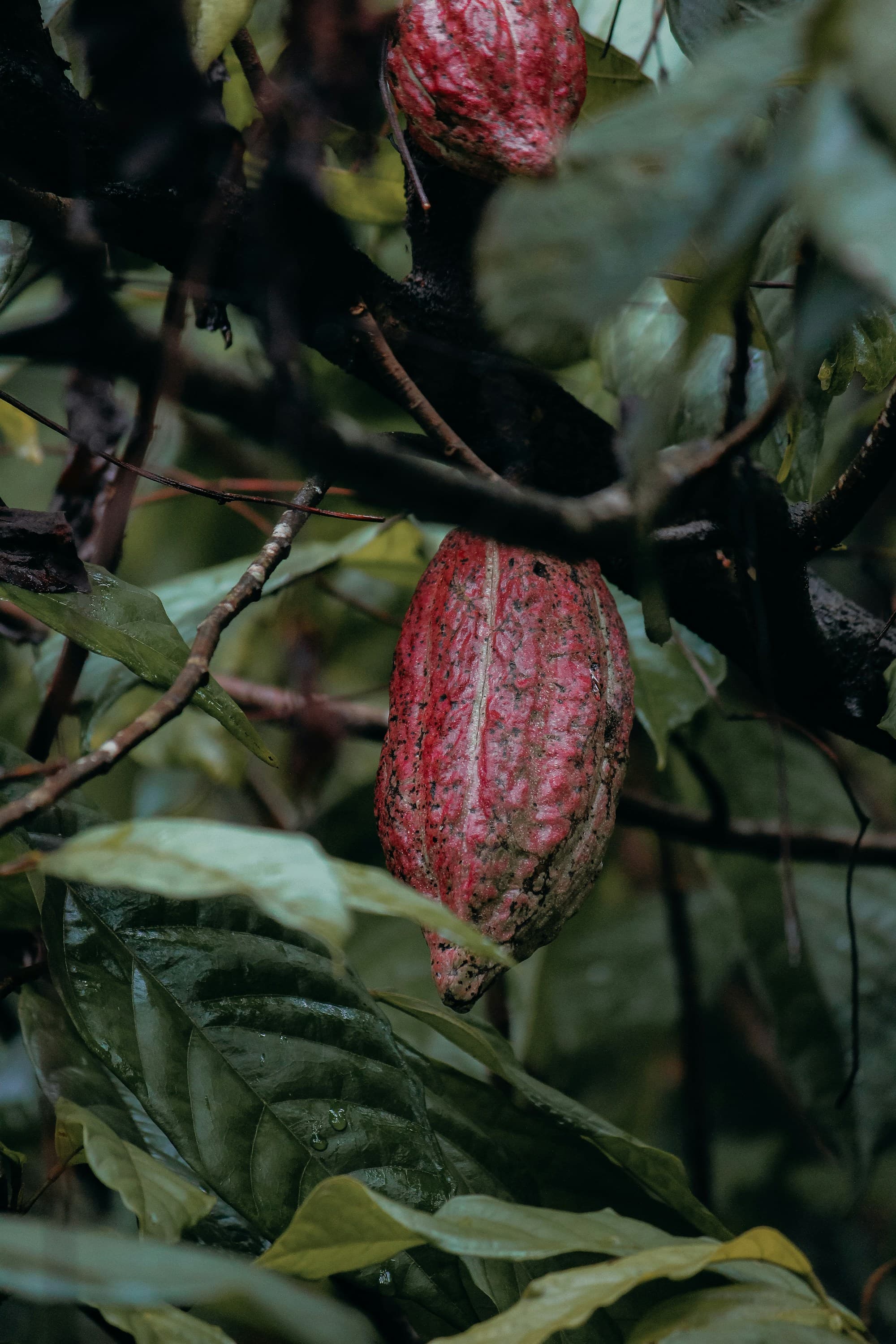 Cocoa Beans