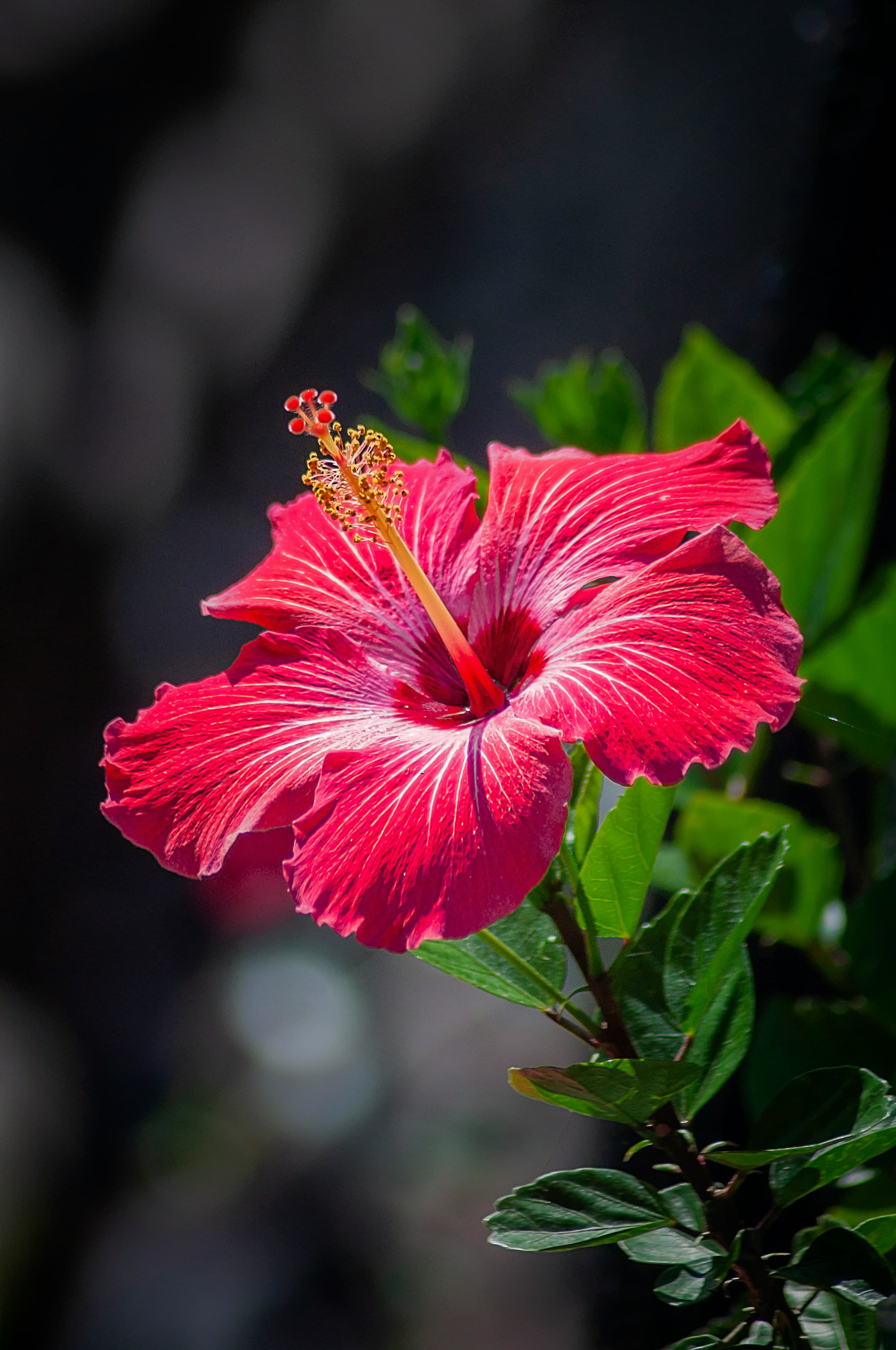 Hibiscus Flower